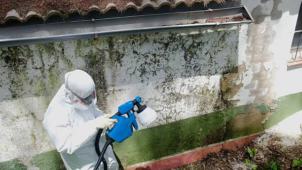 Trusted Attic Mold Removal service in Cumming, GA - Cheap Mold Removal